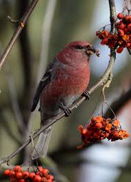 Attēlu rezultāti vaicājumam “Pinicola enucleator adult”