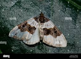 Attēlu rezultāti vaicājumam “Cosmorhoe ocellata”