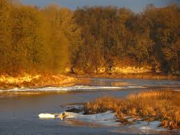 Attēlu rezultāti vaicājumam “Milesina murariae”