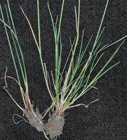 Attēlu rezultāti vaicājumam “Puccinellia distans”