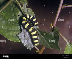 Attēlu rezultāti vaicājumam “Acronicta alni larva”