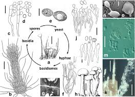 Attēlu rezultāti vaicājumam “Phleogena faginea sessile”