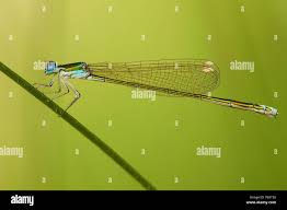 Attēlu rezultāti vaicājumam “Nehalennia speciosa”