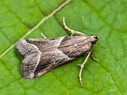 Attēlu rezultāti vaicājumam “Nyctegretis lineana”