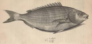 Image result for Sarpa salpa