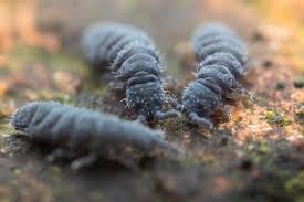 Attēlu rezultāti vaicājumam “Hypogastrura sp.”