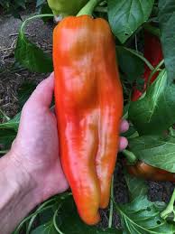 Afbeeldingsresultaat voor aconcagua sweet pepper