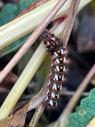 Attēlu rezultāti vaicājumam “Acronicta rumicis larva”