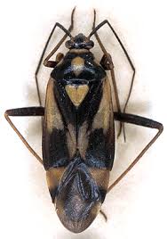 Attēlu rezultāti vaicājumam “Grypocoris sexguttatus”