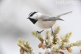 Image result for Poecile montana