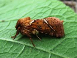 Attēlu rezultāti vaicājumam “Hepialus sylvina”