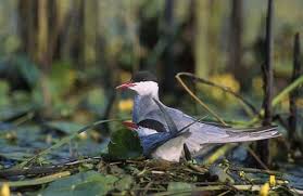 Attēlu rezultāti vaicājumam “Chlidonias hybrida adult”