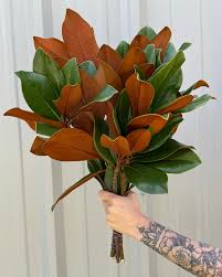 Attēlu rezultāti vaicājumam “Magnolia”