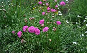 Image result for Grasnelke