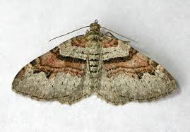 Attēlu rezultāti vaicājumam “Xanthorhoe designata”