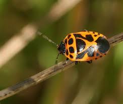 Attēlu rezultāti vaicājumam “Eurydema dominulus imago”