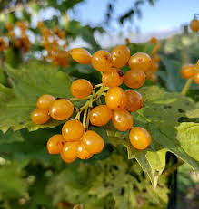 Attēlu rezultāti vaicājumam “Viburnum opulus fruit”