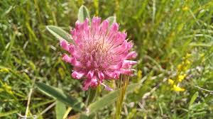 Attēlu rezultāti vaicājumam “Trifolium alpestre flower”
