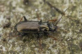 Attēlu rezultāti vaicājumam “Loricera pilicornis”