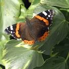 Red Admiral (Vanessa atalanta) resting on Ivy. - via Daymix