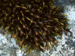 Attēlu rezultāti vaicājumam “Schistidium apocarpum sporophyte”