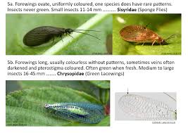Attēlu rezultāti vaicājumam “Neuroptera”