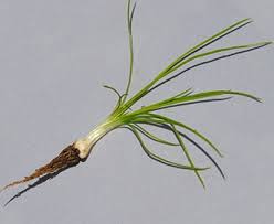 Attēlu rezultāti vaicājumam “Isoetaceae”