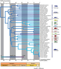 Image result for Eumegistus illustris