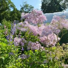 Attēlu rezultāti vaicājumam “Thalictrum lucidum”