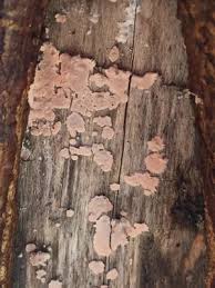 Attēlu rezultāti vaicājumam “Corticium roseum”