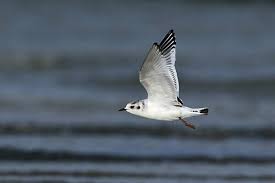 Attēlu rezultāti vaicājumam “Larus minutus”