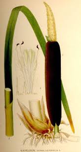 Attēlu rezultāti vaicājumam “Typha latifolia fruit”
