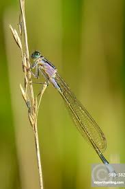 Attēlu rezultāti vaicājumam “Ischnura elegans”