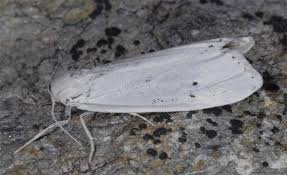 Attēlu rezultāti vaicājumam “Cribraria sp.”