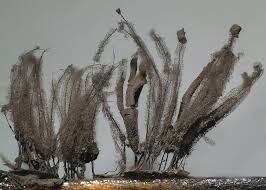 Attēlu rezultāti vaicājumam “Stemonaria irregularis”