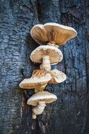 Attēlu rezultāti vaicājumam “Lentinus lepideus”