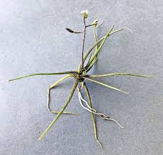 Attēlu rezultāti vaicājumam “Subularia aquatica”