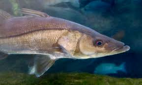 Image result for Centropomus undecimalis