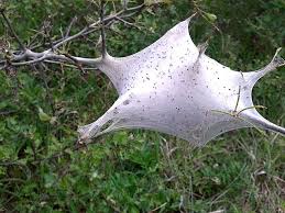 Attēlu rezultāti vaicājumam “Eriogaster lanestris larva”