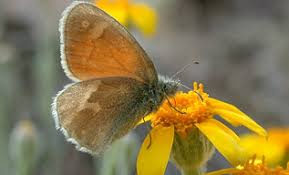Attēlu rezultāti vaicājumam “Coenonympha tullia underside”