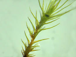 Attēlu rezultāti vaicājumam “Pleuridium subulatum”