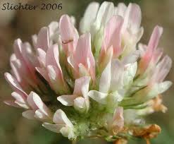 Attēlu rezultāti vaicājumam “Trifolium fragiferum”