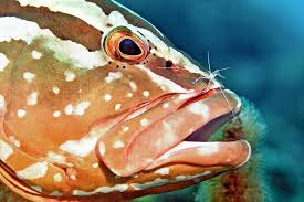 Image result for Epinephelus striatus