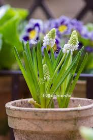 Attēlu rezultāti vaicājumam “Muscari botryoides flower”