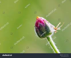 Attēlu rezultāti vaicājumam “Bellis perennis bud”