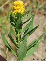 Attēlu rezultāti vaicājumam “Solidago canadensis leaf”