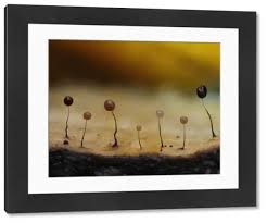 Attēlu rezultāti vaicājumam “Comatricha nigra spores”