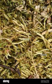 Attēlu rezultāti vaicājumam “Brachythecium albicans”