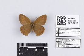 Attēlu rezultāti vaicājumam “Hyponephele lycaon male”