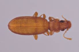 Attēlu rezultāti vaicājumam “Dienerella elongata”